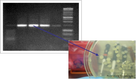 DNA gel photo and microbial colony